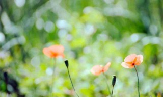 唯美心情短语(花的句子唯美心情短语)