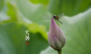 夏天的诗句古诗 夏天的诗句古诗大全一二三年级的