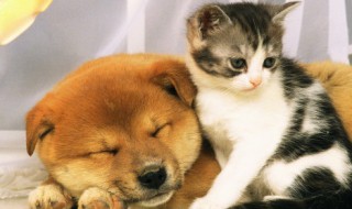 温暖治愈的宠物可爱特色名字敲黏人（可爱粘人的名字）