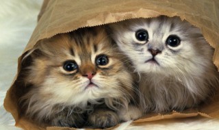 比熊宠物狗狗名字大全福气又祥瑞（比熊小狗的名字大全）