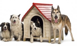 三字搞笑宠物名字大全成为最靓的崽 带三字的宠物名字