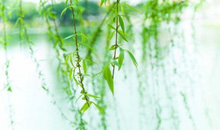 跟柳树有关的诗句（跟柳树有关的诗句小学）