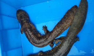 娃娃鱼的营养价值和作用 娃娃鱼的营养价值和作用图