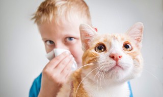 新手养猫的注意事项（新手养猫的注意事项有哪些）