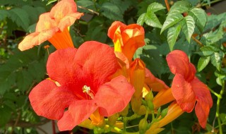 凌霄花的传说（凌霄花的传说故事）