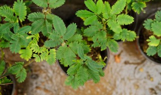 含羞草花语与传说故事（含羞草花语及传说）