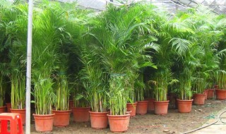 有关凤尾竹的三个传说 凤尾竹有什么说法