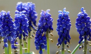 葡萄风信子的传说(葡萄风信子故事)