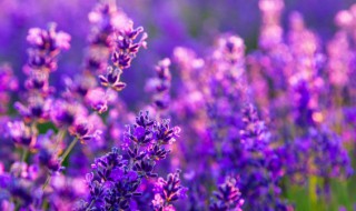 薰衣草的传说 薰衣草的传说英文