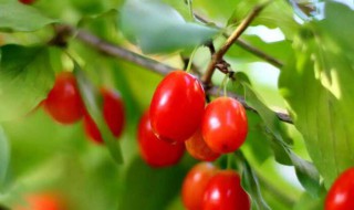 茱萸的传说 吴茱萸的传说