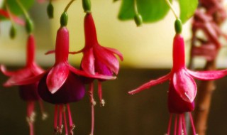 倒挂金钟的传说 倒挂金钟有什么