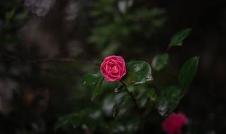 送花祝福语精选大全（送花好的祝福语）