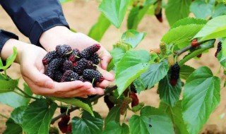 夏津桑椹节是什么时间 夏津桑葚几月采摘