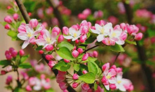 海棠什么季节开花（贴梗海棠什么季节开花）