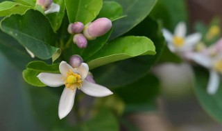 柠檬什么时候开花（盆栽柠檬什么时候开花结果）