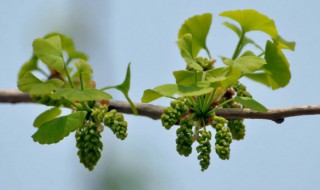 银杏什么时候开花 银杏什么时候开花?