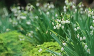 韭菜什么时候开花（韭菜什么时候开花什么时候布革韭菜能开花）