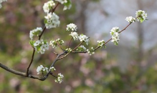 梨花什么季节开花（梨花花什么季节开花）