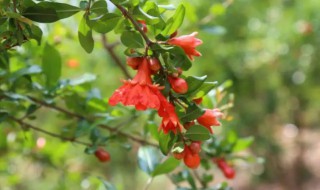 石榴花什么时候开花 石榴花什么时候开花什么时候结果那都是面包