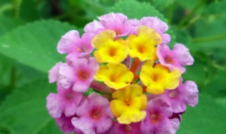 简简单单的六步操作解决五色梅难题 五色梅让你体会到什么