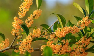 桂花怎么保存自然香 桂花怎么保存才香