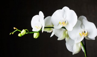 刚移栽的兰花怎么浇水(才移栽的兰花怎么浇水)