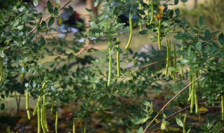 双荚决明可以食用吗（双荚决明的果实可以食用吗）