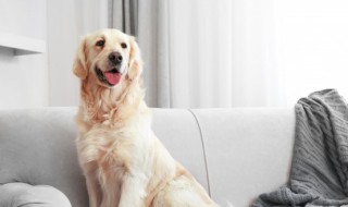 金毛犬名字 金毛犬名字大全霸气