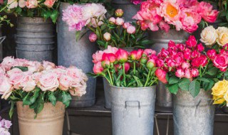 驱蚊花草有哪些（室外驱蚊花草有哪些）