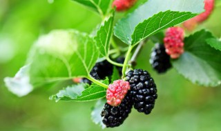 桑葚是热性还是凉性（桑葚是热性还是凉性水果）