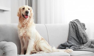 梦幻宠物名字（梦幻宠物名字小火）