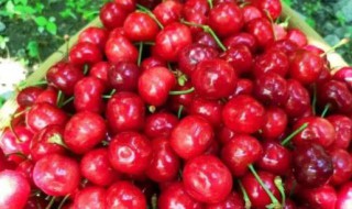 车厘子的核吞下去了怎么办（车厘子的核吞进去了怎么办）