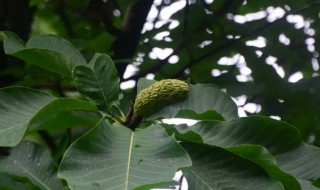 厚朴的营养价值 厚朴的营养价值价值