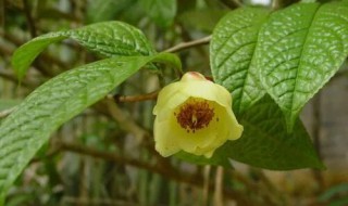 金花茶的营养价值 金花茶的效用