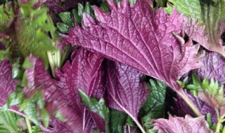 紫苏梗的营养价值（紫苏梗的功效与作用点）