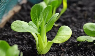 寒露种植什么蔬菜 寒露能种什么蔬菜