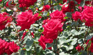 月季花夏天多少天浇水 月季花夏天多久浇一次水