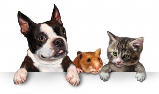 杜宾为什么要剪耳 杜宾为什么要剪耳断尾