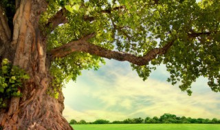 描写夏天叶子的词语（形容夏天的叶子）