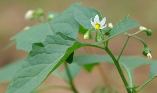 龙葵是什么植物 有一种植物叫龙葵