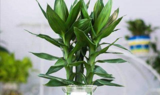 富贵竹为什么不发根 富贵竹根会发芽吗
