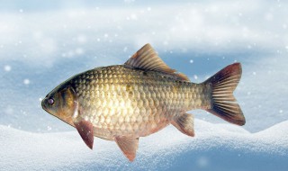 鲫鱼的拼音 鲫鱼的拼音读法