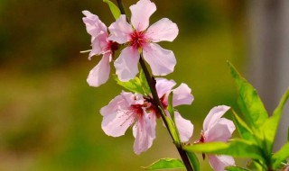 桃花的叶子像什么（桃花的叶子像什么似的）