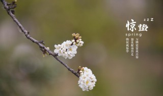 24节气中的惊蛰是什么意思 24节气里面的惊蛰是什么意思