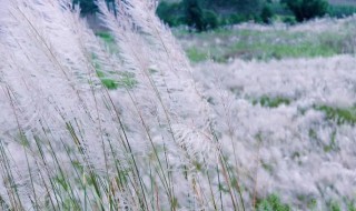 白茅和芦苇的区别（斑茅与芦苇的区别）