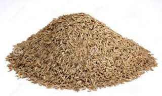 茴香籽的营养价值（小茴香籽的营养价值）