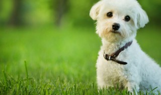 怎样挑选狗狗 怎样挑选狗狗幼崽