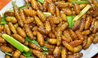 炸蝉蛹是不是先煮熟 蚕蛹炸多久能熟