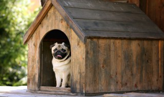 狗狗是喝热水还是冷水（狗狗要喝热水还是冷水）