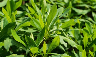 结香花怎么繁殖 结香花种子怎么种